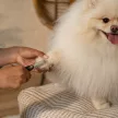 FISKARS PetCare kisállat kozmetikai olló (14 cm)