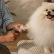 FISKARS PetCare kisállat kozmetikai olló (14 cm)