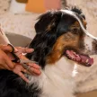 FISKARS PetCare kisállat trimmelő és formázó olló (17 cm)