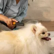 FISKARS PetCare kisállat fésű (11 cm)