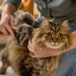 FISKARS PetCare kisállat trimmelő kefe (16 cm)
