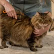 FISKARS PetCare kisállat trimmelő kefe (16 cm)
