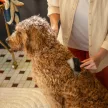 FISKARS PetCare kisállat szilikon kefe (16 cm)